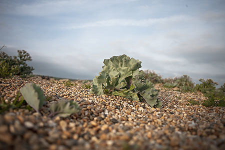 sea cabbage